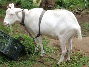 除草ヤギ