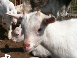 梨　白井　直売