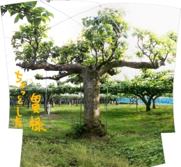 梨　千葉　　ギフト