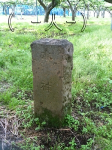 梨　白井　ギフト