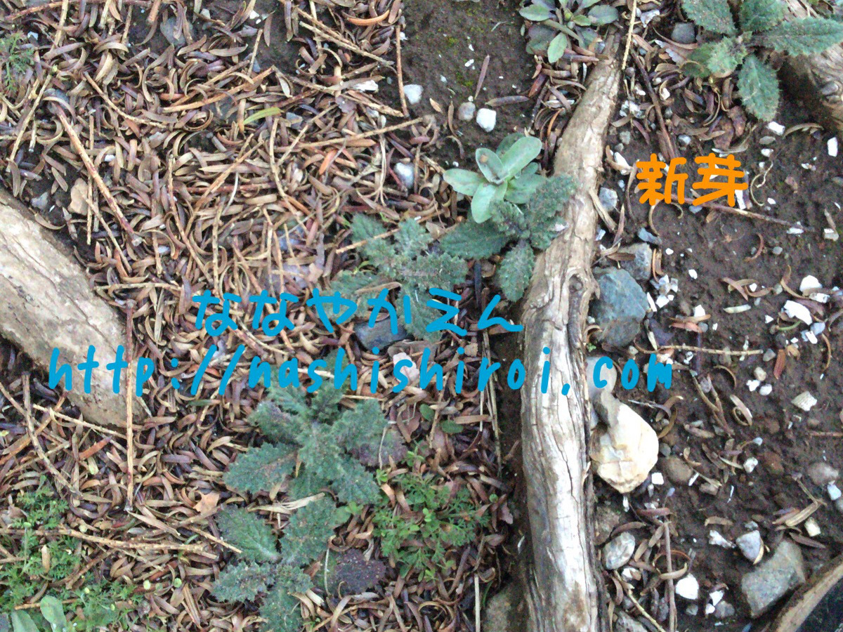 アメリカオニアザミ 新芽