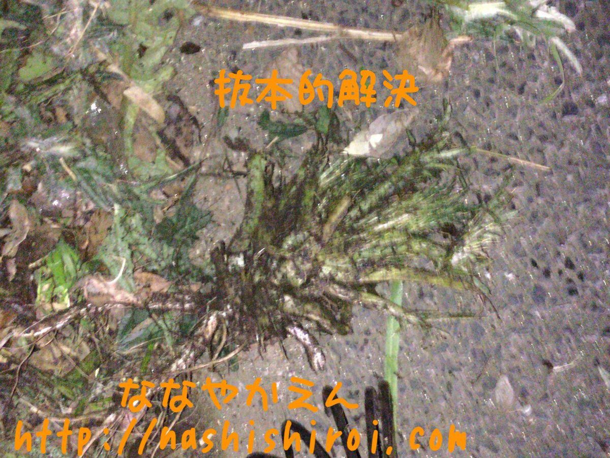 アメリカオニアザミ 根