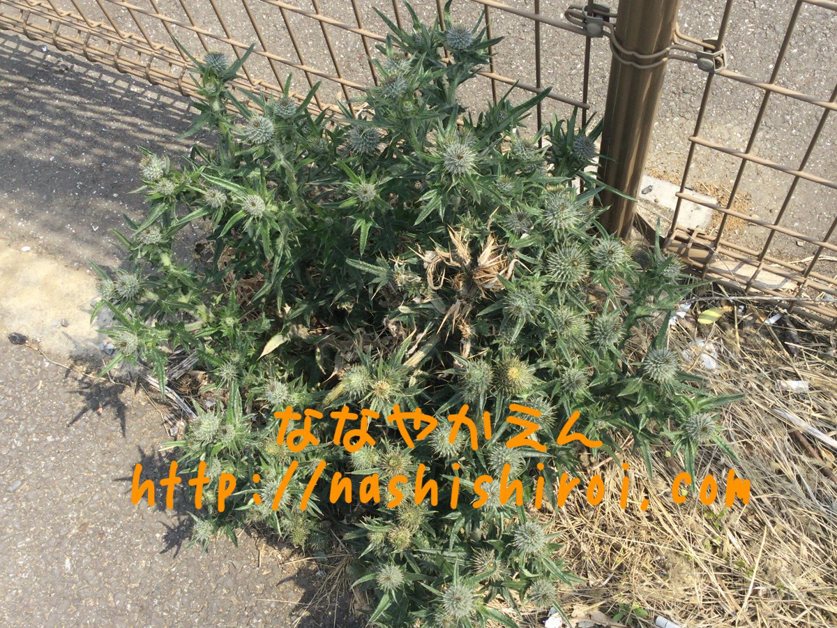 アメリカオニアザミ 外来種