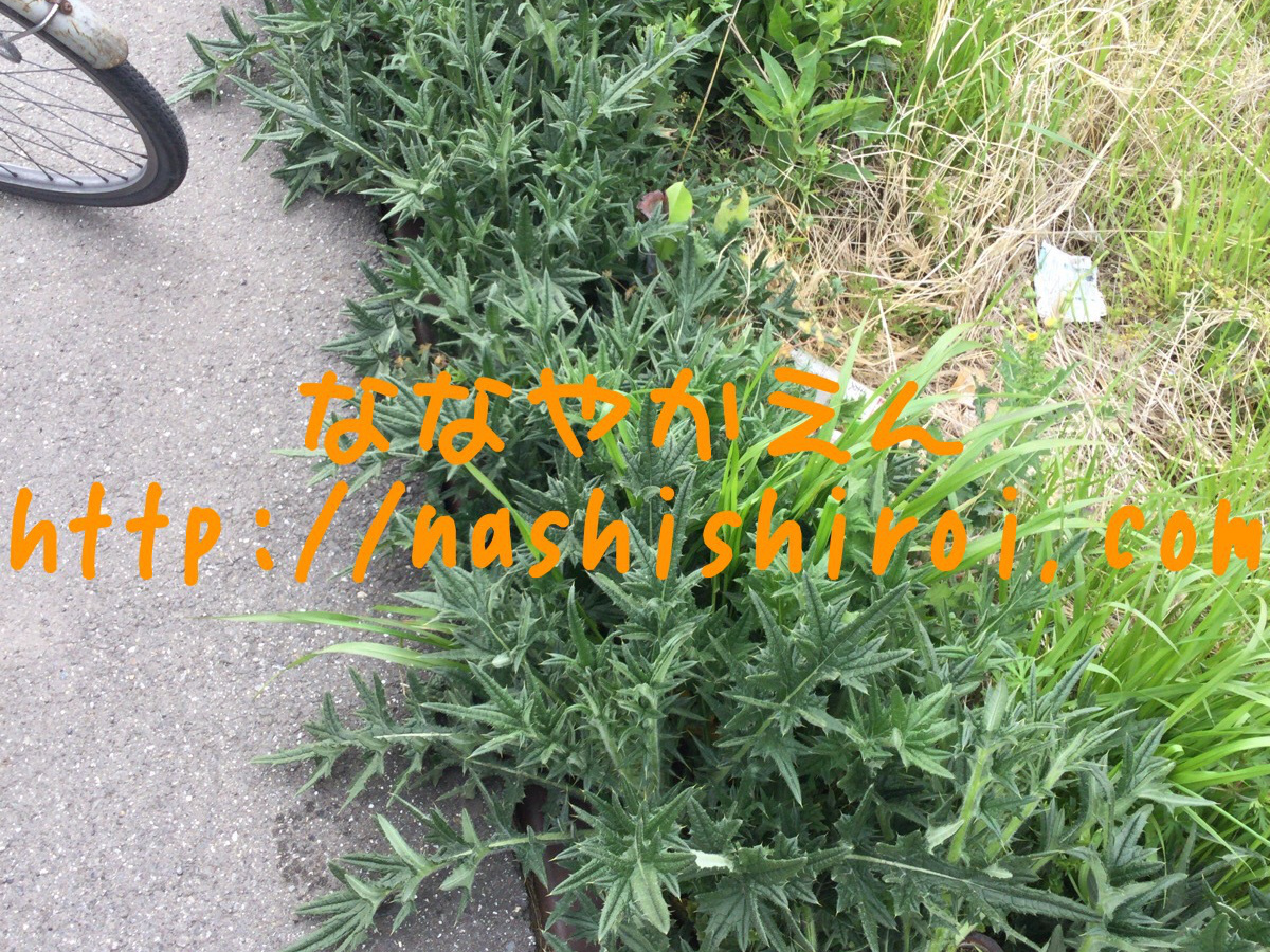 アメリカオニアザミ トゲ