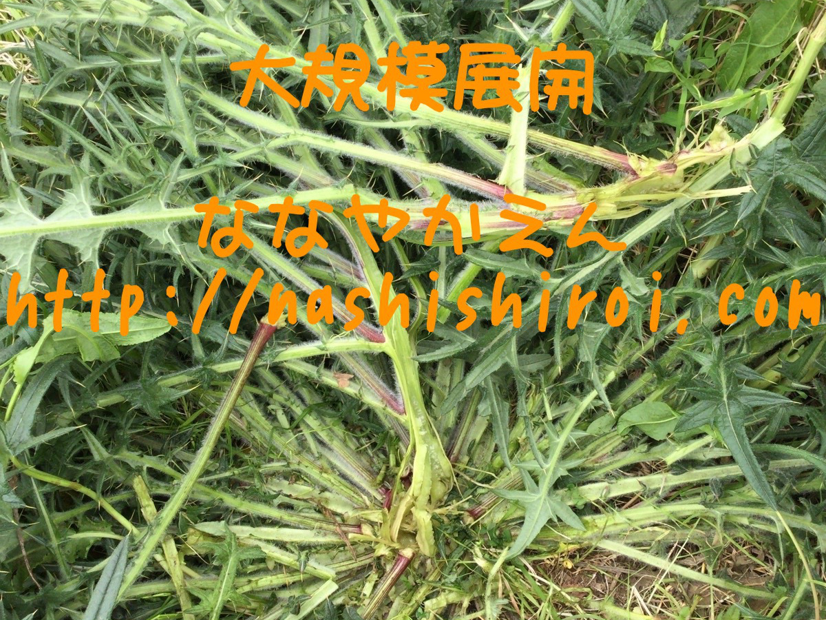 アメリカオニアザミ 最大