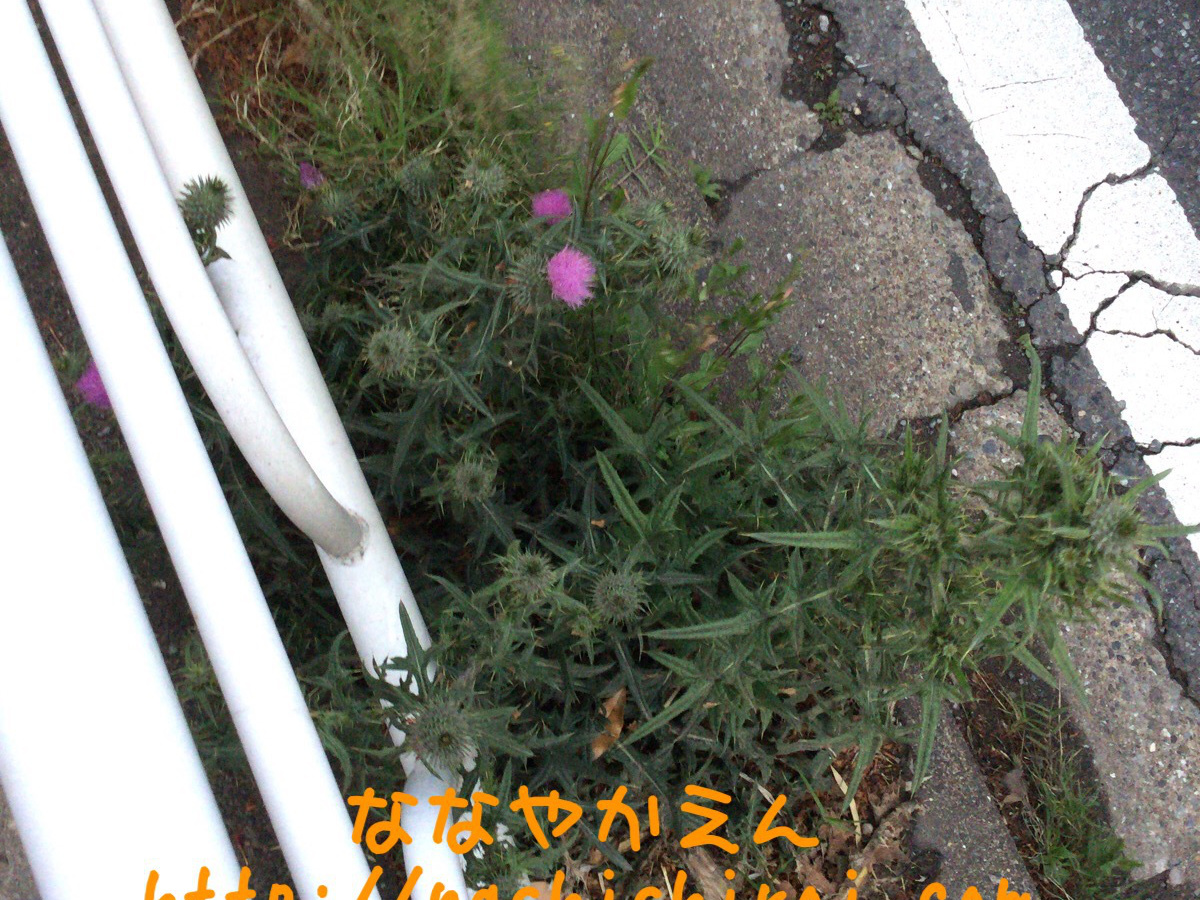 アメリカオニアザミ 関東