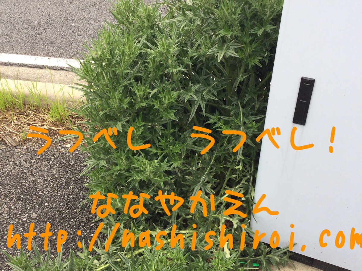 アメリカオニアザミ 削除