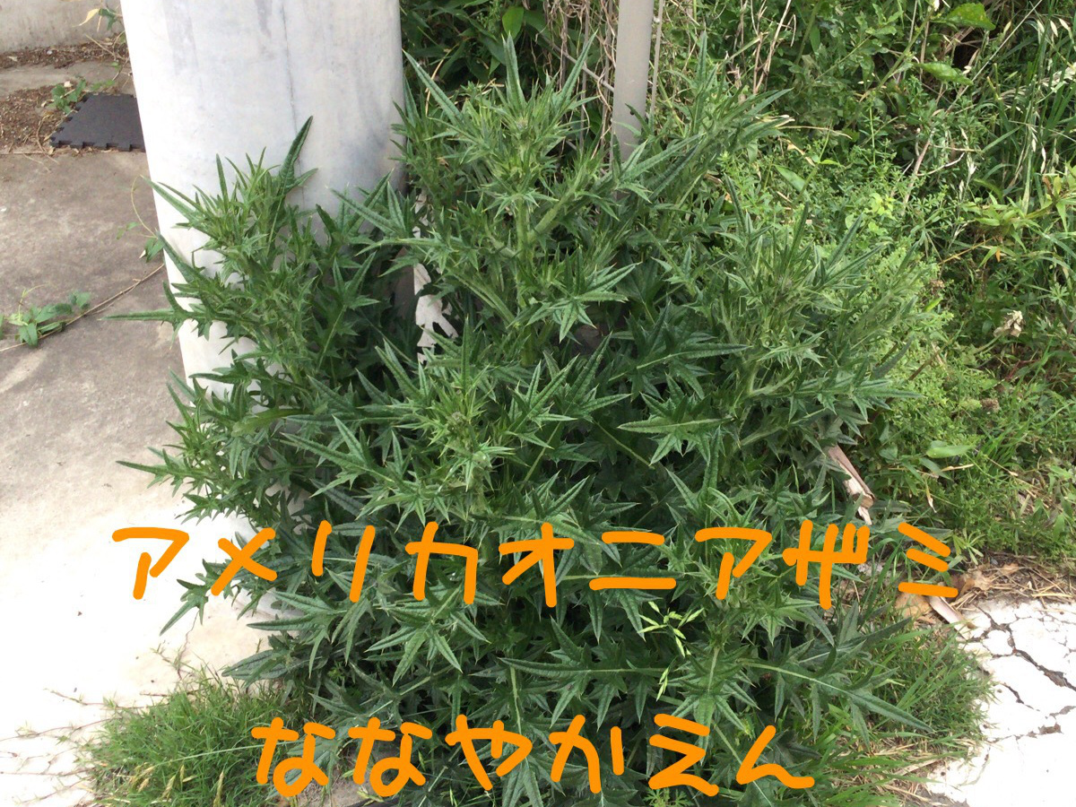 アメリカオニアザミ 巨大