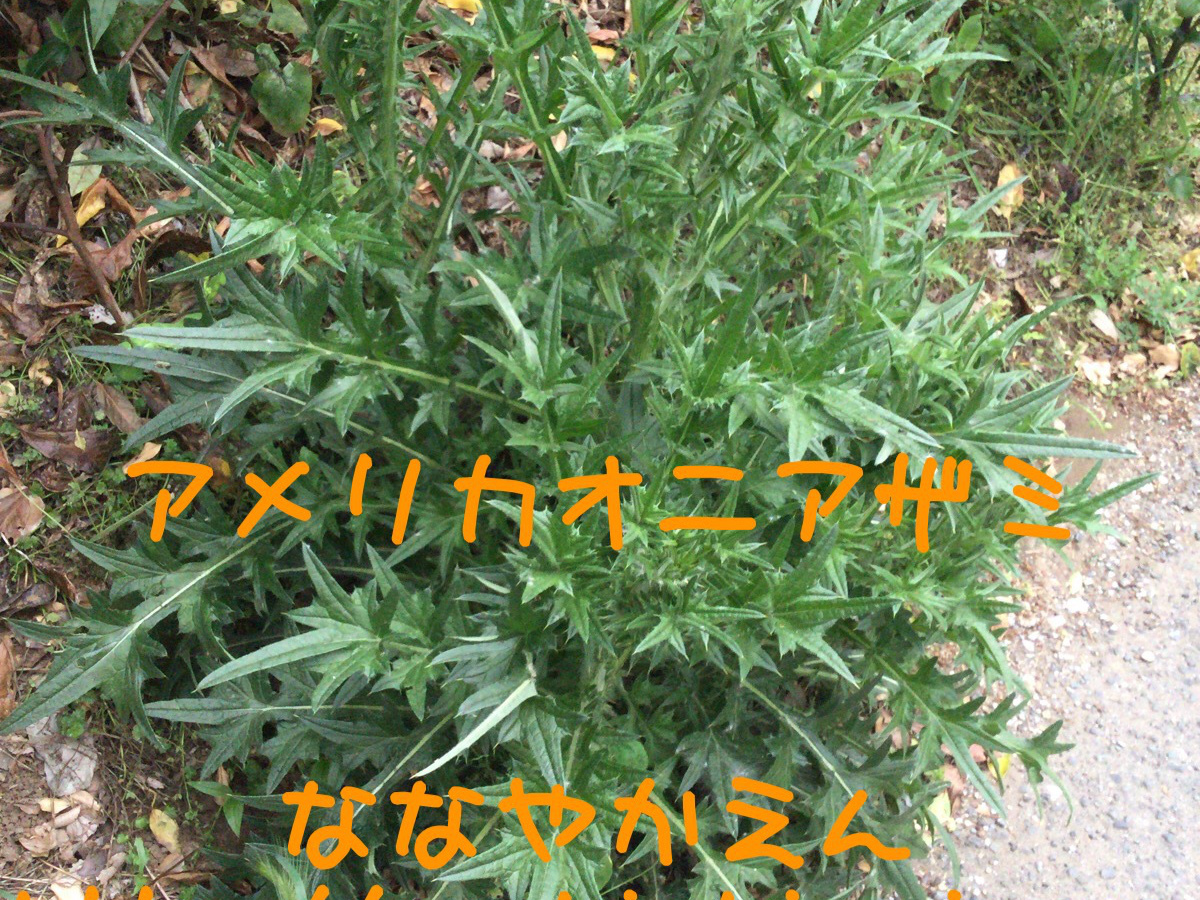 アメリカオニアザミ 駆除方法