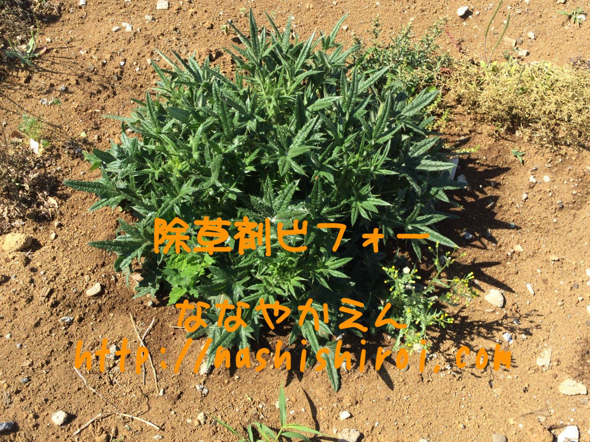 アメリカオニアザミ  除草剤