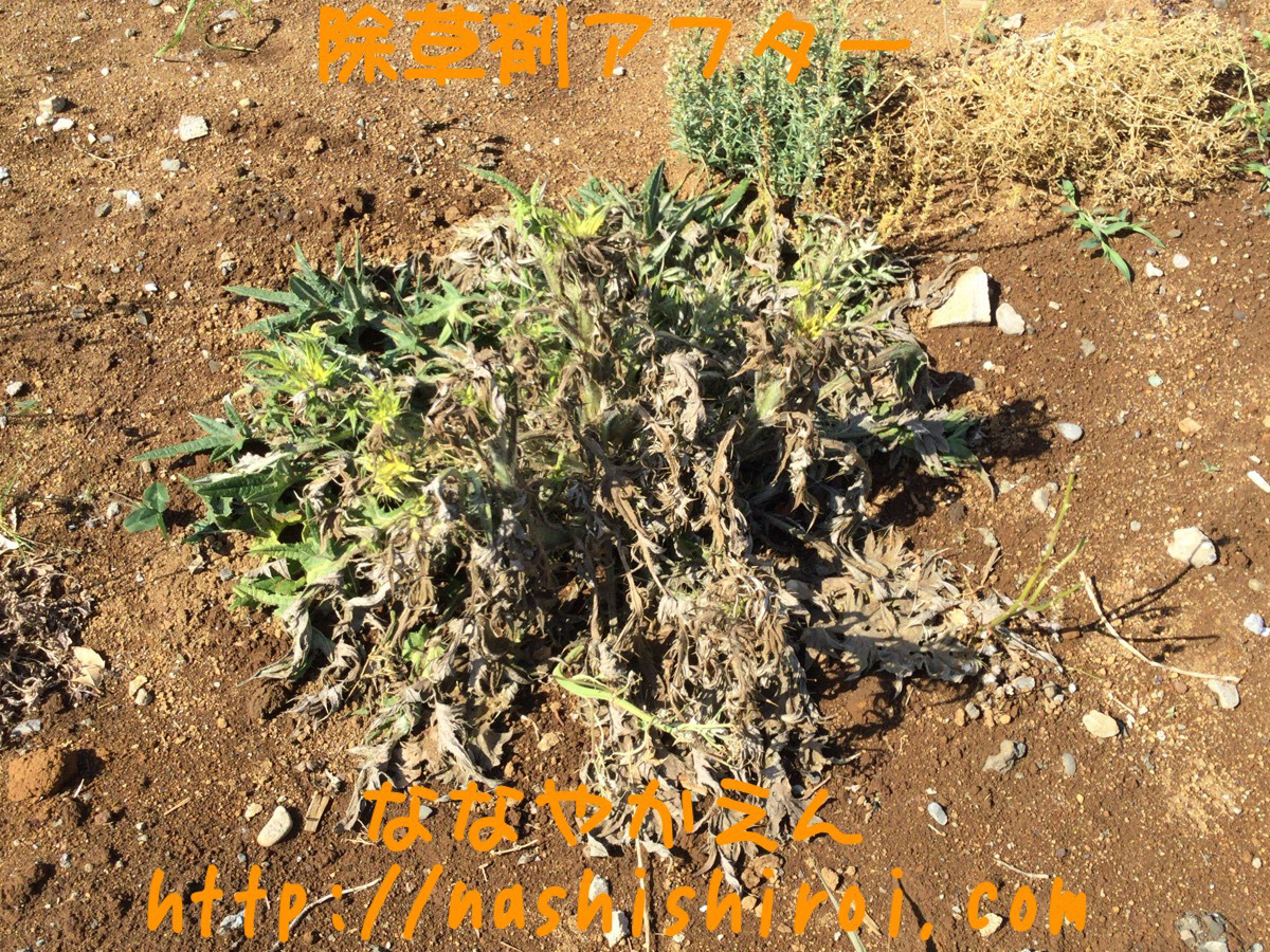 除草剤 アメリカオニアザミ