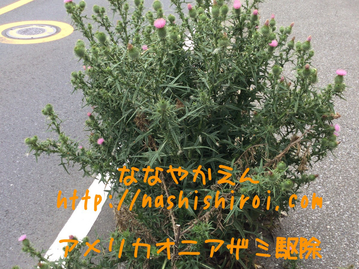 アメリカオニアザミ 関東