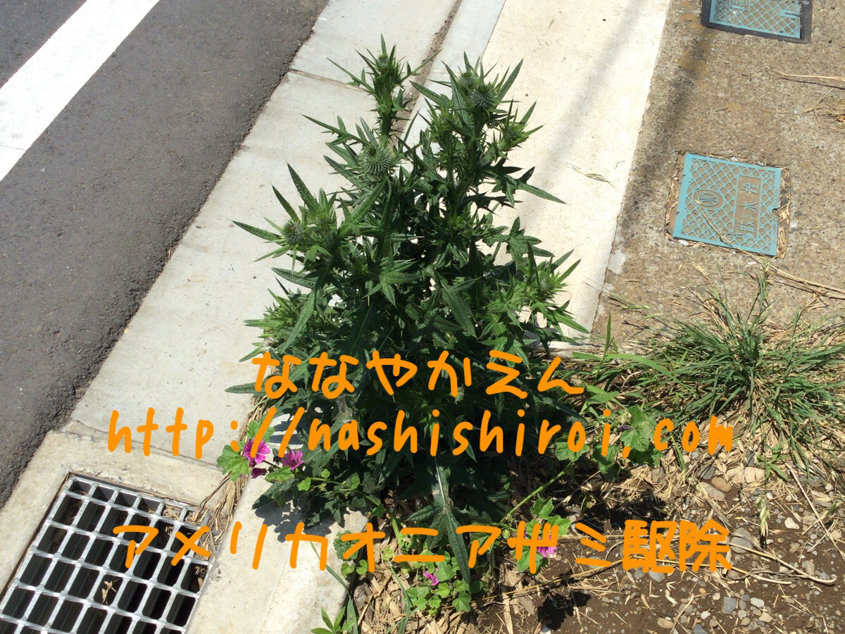 アメリカオニアザミ 通学路