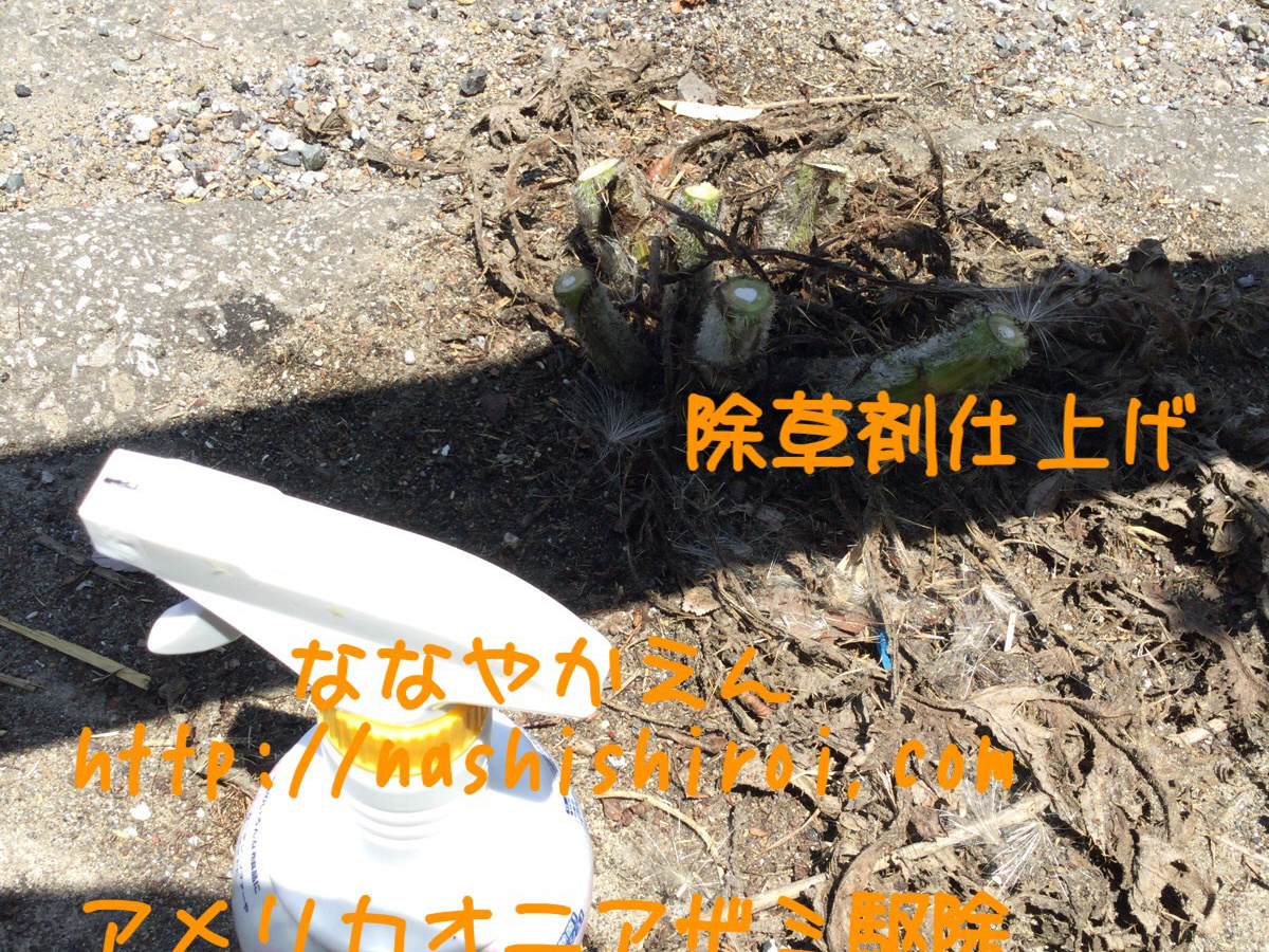 アメリカオニアザミ 種帽子