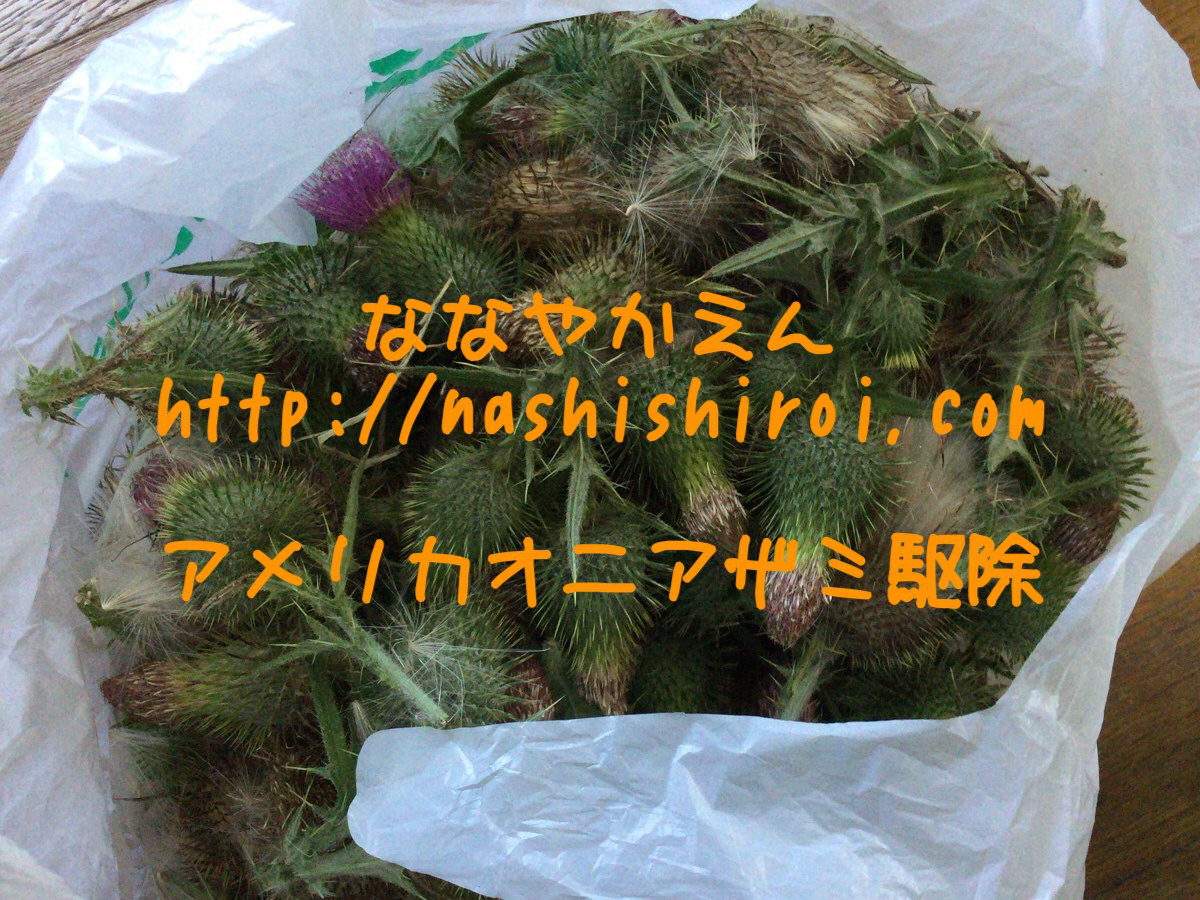 アメリカオニアザミ 種