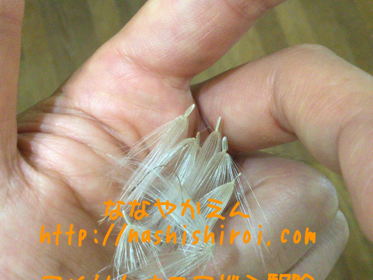 アメリカオニアザミ 種子