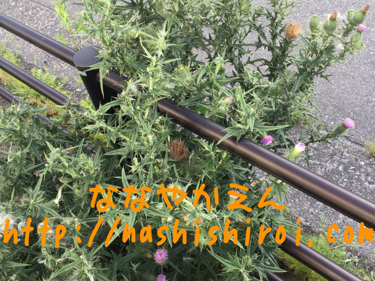 アメリカオニアザミ 危険