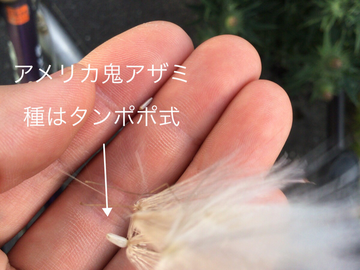 アメリカオニアザミ 綿毛