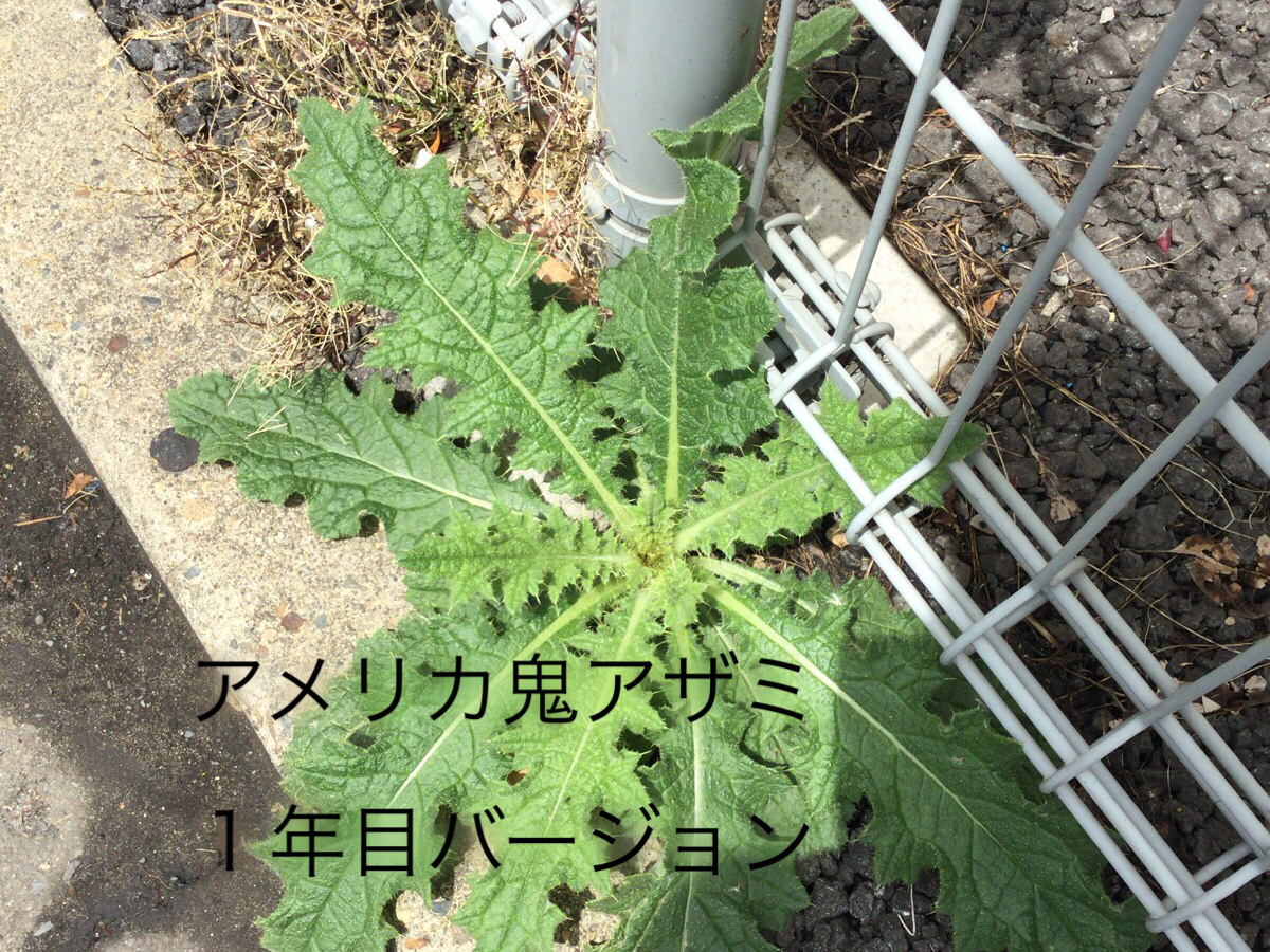 アメリカオニアザミ ロゼット