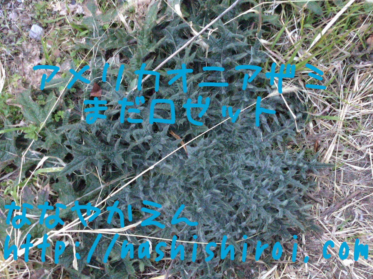 アメリカオニアザミ 