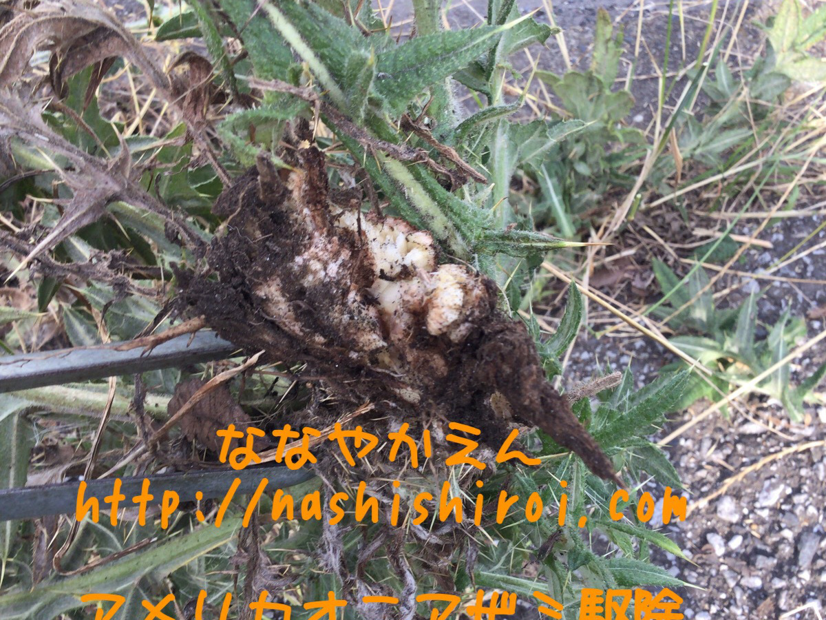 アメリカオニアザミ 根