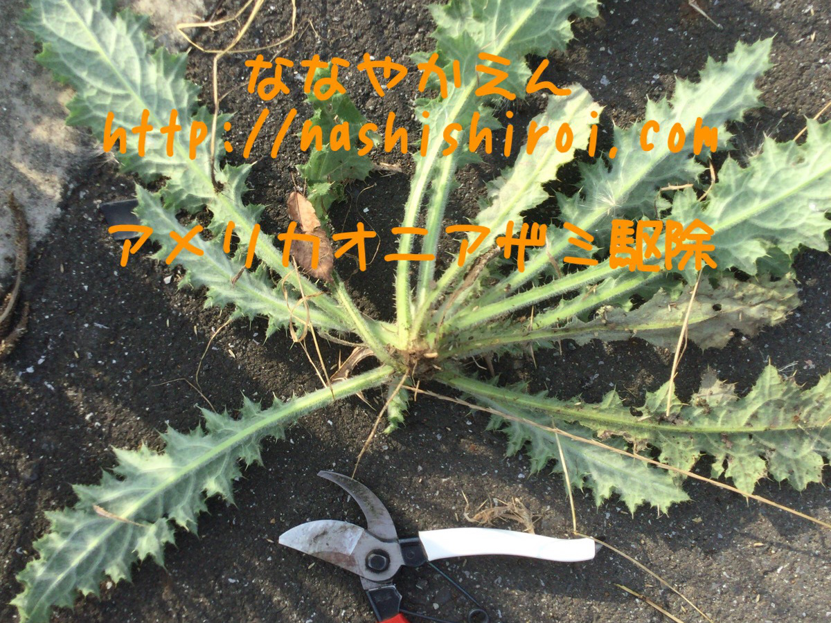 アメリカオニアザミ 草取り