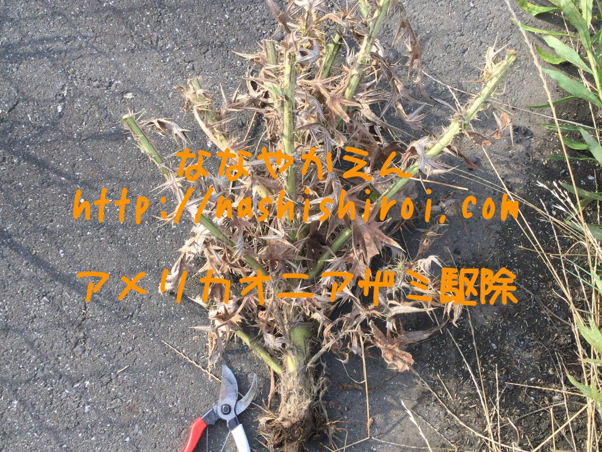 草刈り アメリカオニアザミ