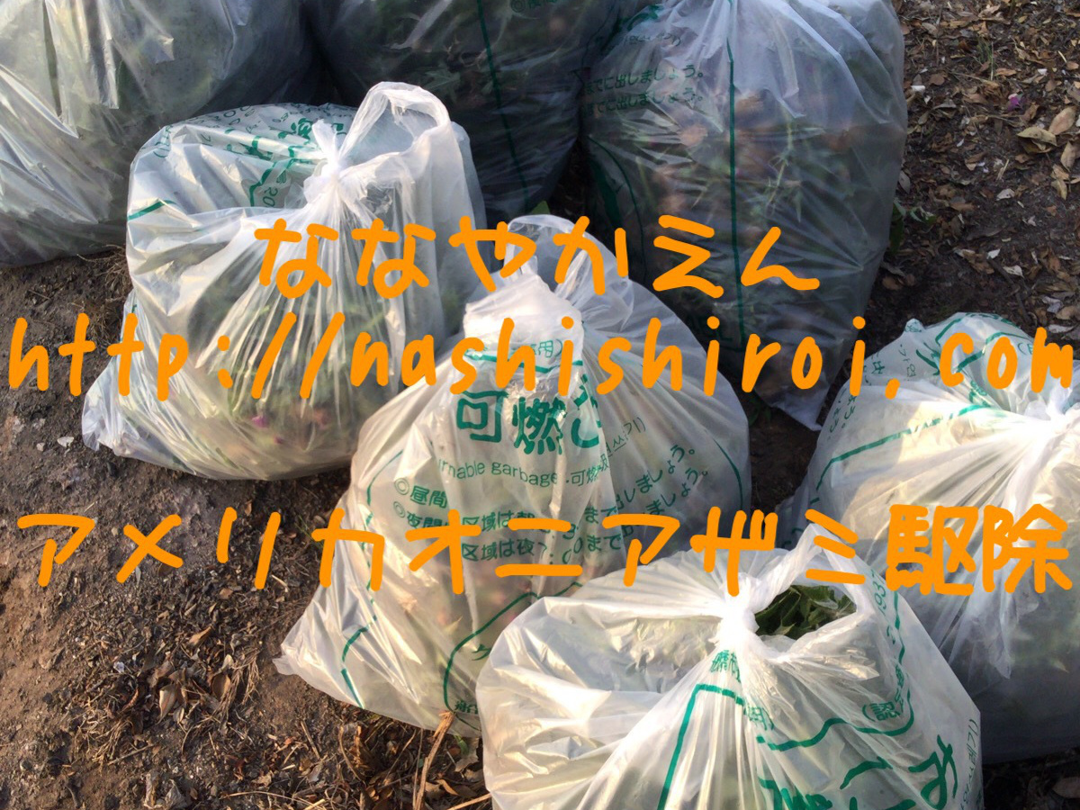 アメリカオニアザミ 焼却